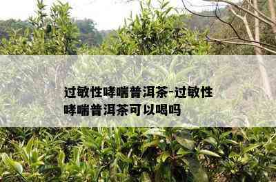 过敏性哮喘普洱茶-过敏性哮喘普洱茶可以喝吗