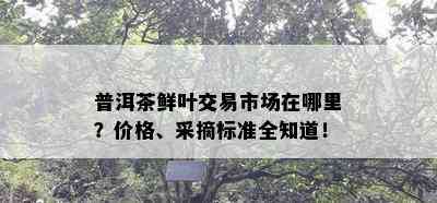 普洱茶鲜叶交易市场在哪里？价格、采摘标准全知道！