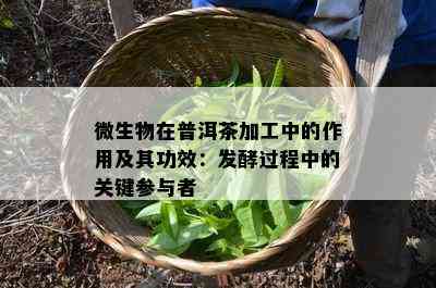 微生物在普洱茶加工中的作用及其功效：发酵期间的关键参与者