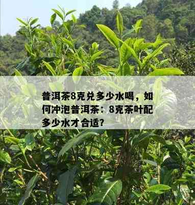 普洱茶8克兑多少水喝，如何冲泡普洱茶：8克茶叶配多少水才合适？