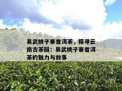 易武桃子寨普洱茶，探寻云南古茶园：易武桃子寨普洱茶的魅力与故事