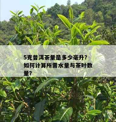 5克普洱茶量是多少毫升？如何计算所需水量与茶叶数量？