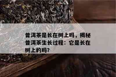 普洱茶是长在树上吗，揭秘普洱茶生长过程：它是长在树上的吗？