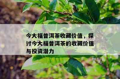 今大福普洱茶收藏价值，探讨今大福普洱茶的收藏价值与投资潜力