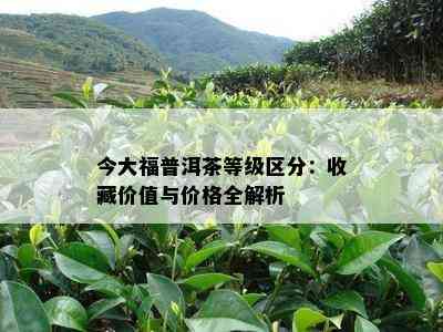 今大福普洱茶等级区分：收藏价值与价格全解析