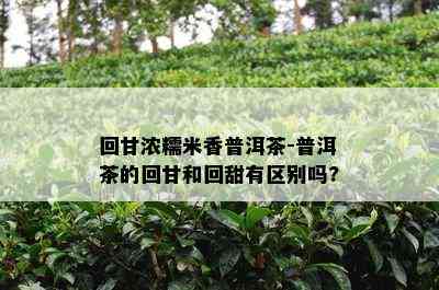 回甘浓糯米香普洱茶-普洱茶的回甘和回甜有区别吗?