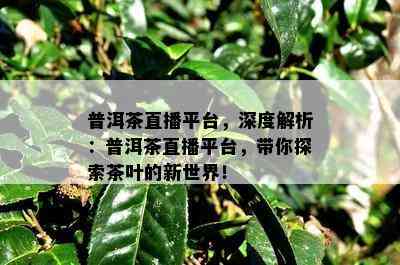 普洱茶直播平台，深度解析：普洱茶直播平台，带你探索茶叶的新世界！