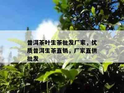 普洱茶叶生茶批发厂家，优质普洱生茶直销，厂家直供批发