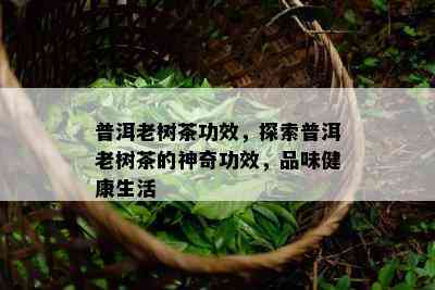 普洱老树茶功效，探索普洱老树茶的神奇功效，品味健康生活