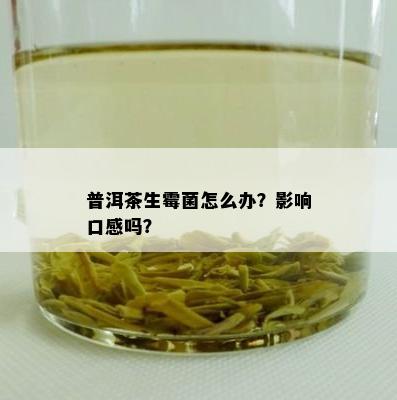 普洱茶生霉菌怎么办？作用口感吗？