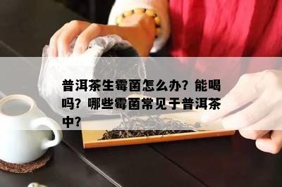 普洱茶生霉菌怎么办？能喝吗？哪些霉菌常见于普洱茶中？