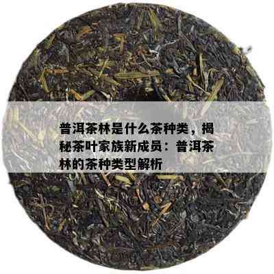 普洱茶林是什么茶种类，揭秘茶叶家族新成员：普洱茶林的茶种类型解析