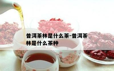 普洱茶林是什么茶-普洱茶林是什么茶种