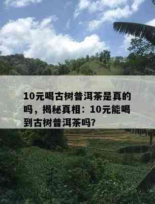 10元喝古树普洱茶是真的吗，揭秘真相：10元能喝到古树普洱茶吗？