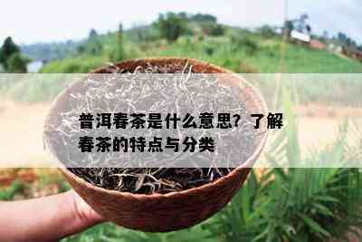 普洱春茶是什么意思？熟悉春茶的特点与分类