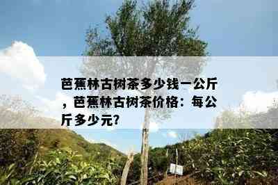 芭蕉林古树茶多少钱一公斤，芭蕉林古树茶价格：每公斤多少元？