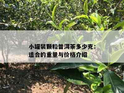 小罐装颗粒普洱茶多少克：适合的重量与价格介绍