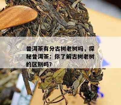 普洱茶有分古树老树吗，探秘普洱茶：你熟悉古树老树的区别吗？