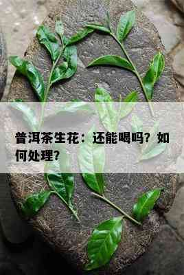 普洱茶生花：还能喝吗？怎样解决？