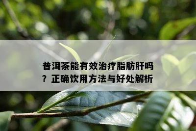 普洱茶能有效治疗脂肪肝吗？正确饮用方法与好处解析