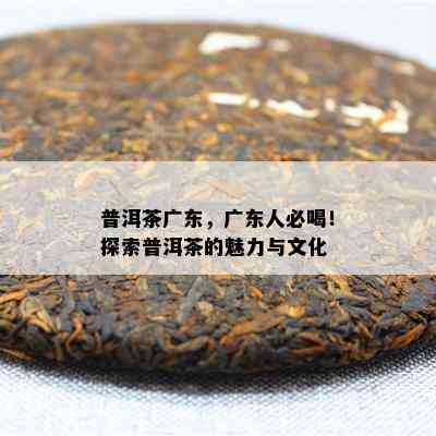 普洱茶广东，广东人必喝！探索普洱茶的魅力与文化