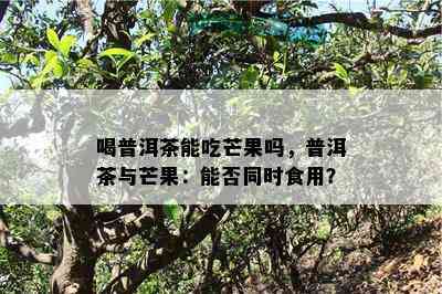 喝普洱茶能吃芒果吗，普洱茶与芒果：能否同时食用？