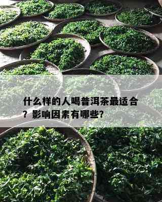 什么样的人喝普洱茶最适合？影响因素有哪些？