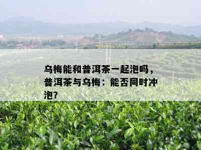 乌梅能和普洱茶一起泡吗，普洱茶与乌梅：能否同时冲泡？