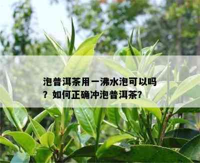 泡普洱茶用一沸水泡可以吗？如何正确冲泡普洱茶？