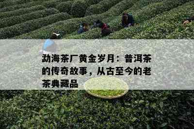 勐海茶厂黄金岁月：普洱茶的传奇故事，从古至今的老茶典藏品