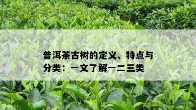 普洱茶古树的定义、特点与分类：一文熟悉一二三类