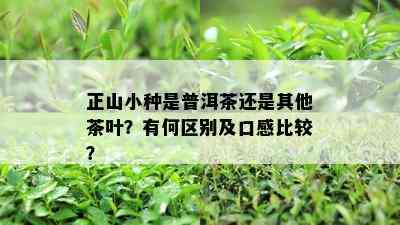 正山小种是普洱茶还是其他茶叶？有何区别及口感比较？