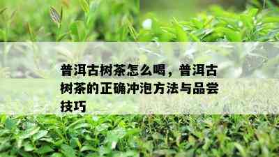 普洱古树茶怎么喝，普洱古树茶的正确冲泡方法与品尝技巧