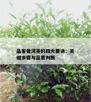 品鉴普洱茶的四大要诀：关键步骤与品质判断