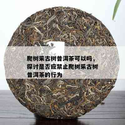 爬树采古树普洱茶可以吗，探讨是不是应禁止爬树采古树普洱茶的表现