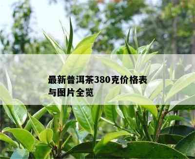 最新普洱茶380克价格表与图片全览