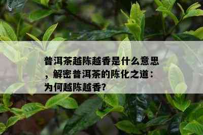 普洱茶越陈越香是什么意思，解密普洱茶的陈化之道：为何越陈越香？