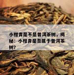 小柑青是不是普洱茶树，揭秘：小柑青是否属于普洱茶树？