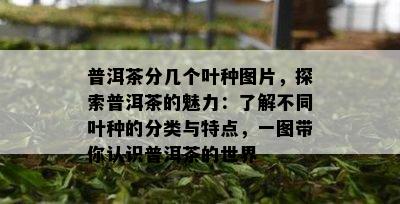 普洱茶分几个叶种图片，探索普洱茶的魅力：了解不同叶种的分类与特点，一图带你认识普洱茶的世界