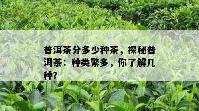 普洱茶分多少种茶，探秘普洱茶：种类繁多，你了解几种？