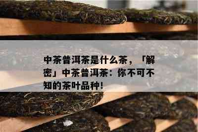 中茶普洱茶是什么茶，「解密」中茶普洱茶：你不可不知的茶叶品种！