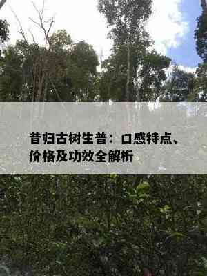 昔归古树生普：口感特点、价格及功效全解析