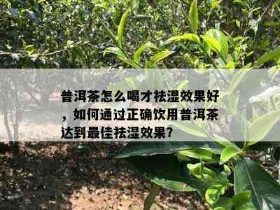 普洱茶怎么喝才祛湿效果好，如何通过正确饮用普洱茶达到更佳祛湿效果？