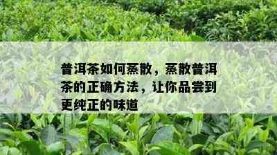 普洱茶如何蒸散，蒸散普洱茶的正确方法，让你品尝到更纯正的味道