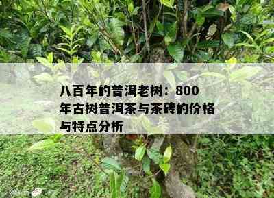 八百年的普洱老树：800年古树普洱茶与茶砖的价格与特点分析