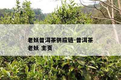 老妖普洱茶供应链-普洱茶老妖 主页