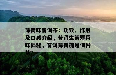 薄荷味普洱茶：功效、作用及口感介绍，普洱生茶薄荷味揭秘，普洱薄荷糖是何种茶？