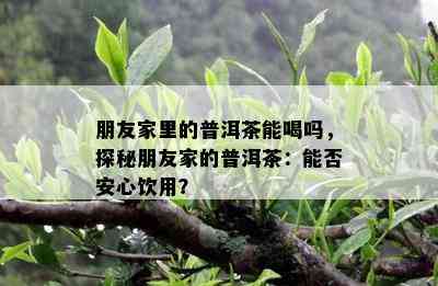 朋友家里的普洱茶能喝吗，探秘朋友家的普洱茶：能否安心饮用？