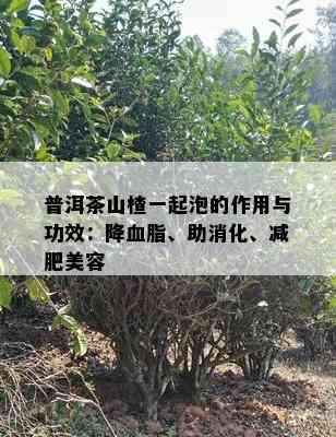 普洱茶山楂一起泡的作用与功效：降血脂、助消化、减肥美容