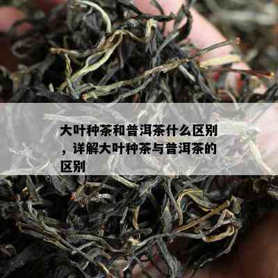 大叶种茶和普洱茶什么区别，详解大叶种茶与普洱茶的区别